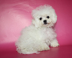 Собаки в Москве: Бишон мини Китай Девочка, 160 000 руб. - фото 2