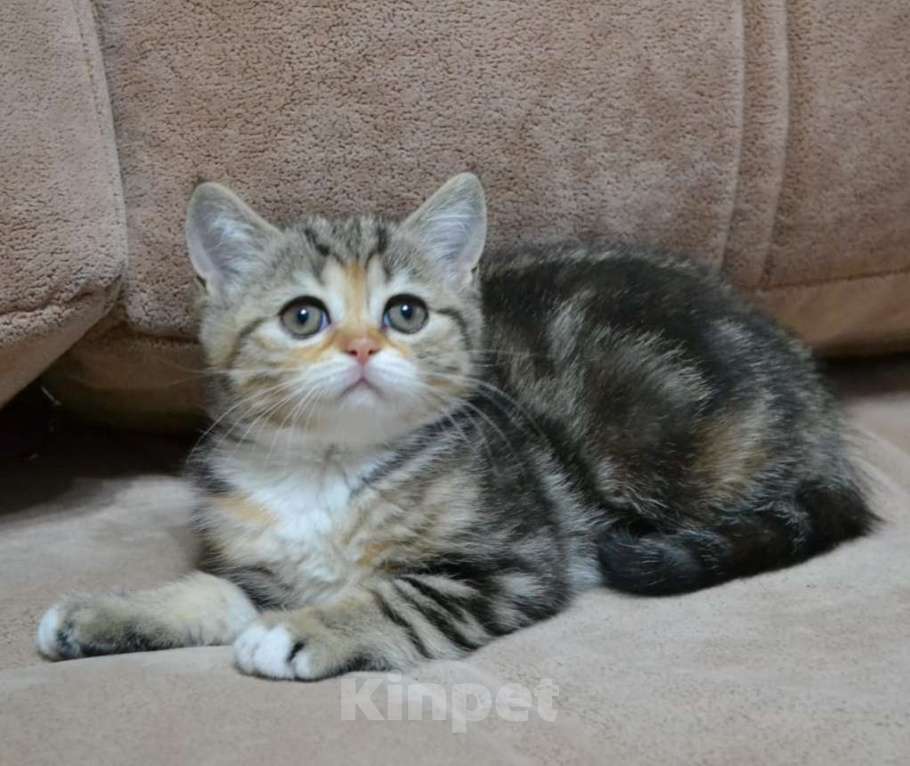 Кошки в Нижнем Новгороде: Очаровательная малышка Девочка, 20 000 руб. - фото 4