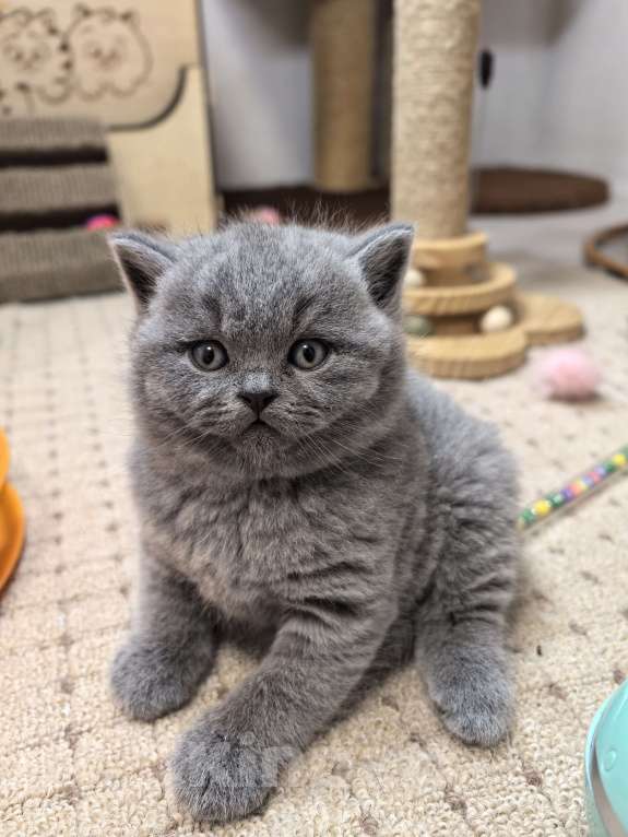 Кошки в Краснодаре: Бриташки-очаровашки 💗 Мальчик, 60 000 руб. - фото 2