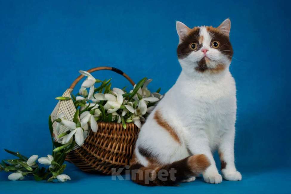 Кошки в Санкт-Петербурге: Шотландская прямоухая Девочка, 40 000 руб. - фото 2