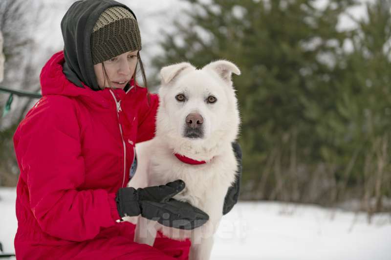 Собаки в Москве: Розовоносый метис лабрадора Бадди в добрые руки Мальчик, Бесплатно - фото 3