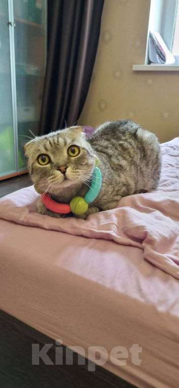 Кошки в Одинцово: Шотландский вислоухий длинношёрстный кот Мальчик, Бесплатно - фото 2