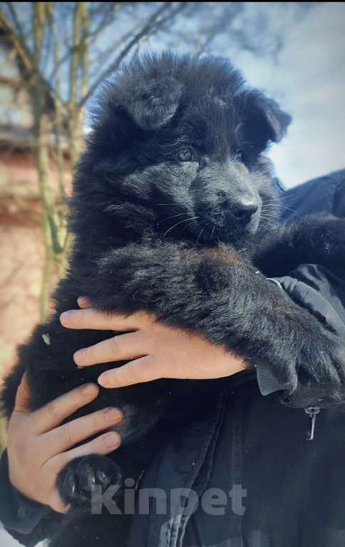 Собаки в Москве: Элитные щенки немецкой овчарки длиношерстные Мальчик, 55 000 руб. - фото 10