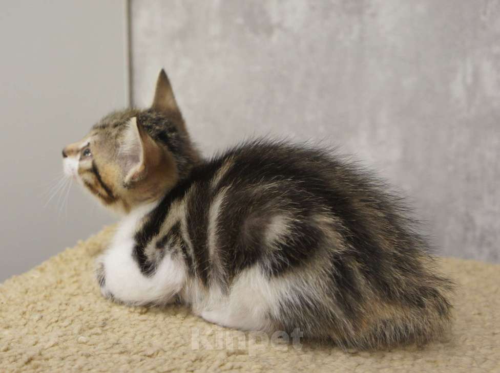 Кошки в Белокурихе: Продам котёнка Курильский бобтейл. Девочка, 5 000 руб. - фото 1