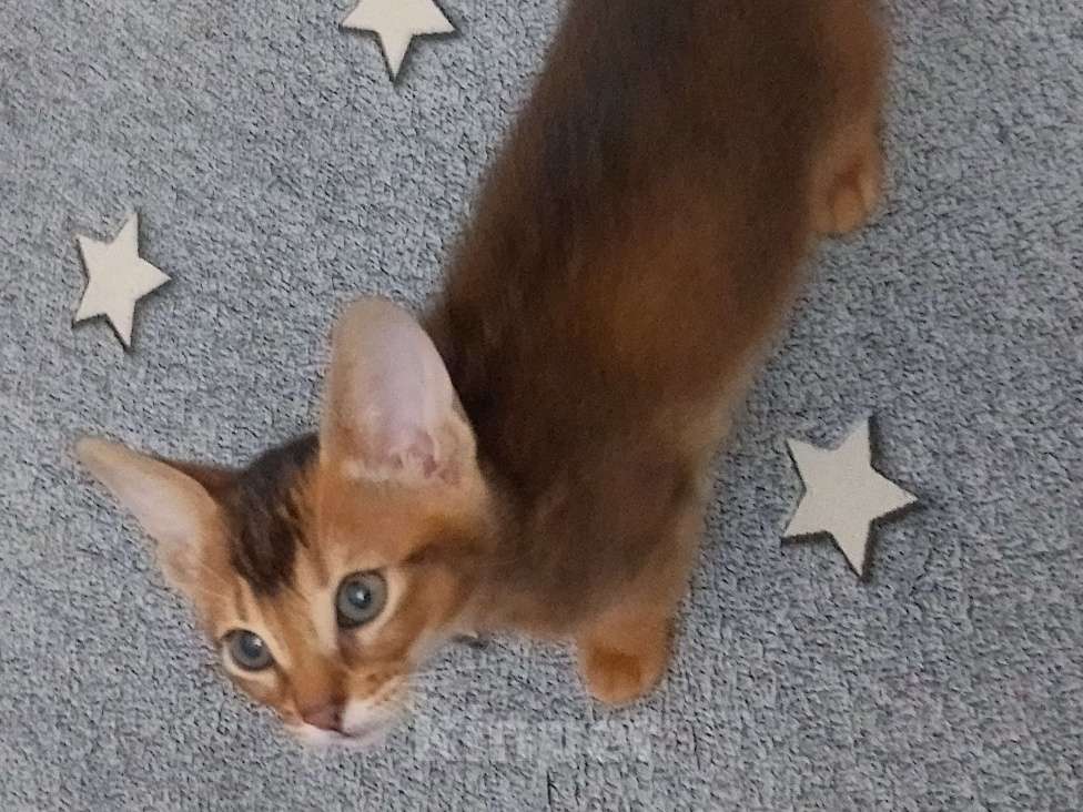 Кошки в Москве: Абиссинский котенок в ярком диком окрасе Мальчик, 25 000 руб. - фото 4