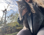 Кошки в Каменске-Шахтинском: Котенок в добрые руки Девочка, Бесплатно - фото 2