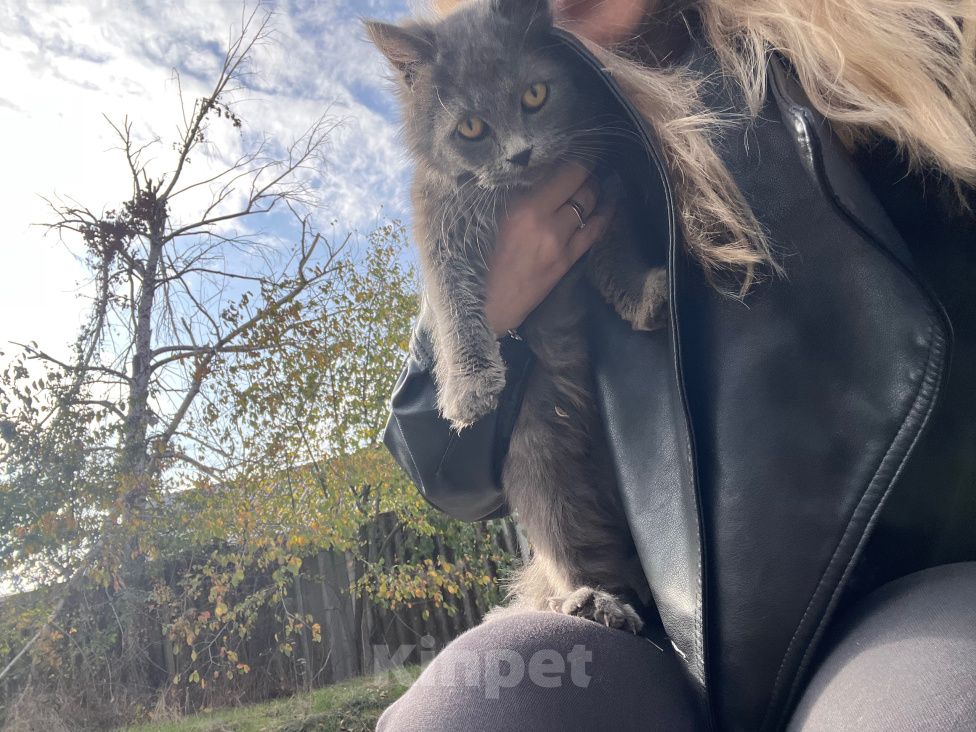 Кошки в Каменске-Шахтинском: Котенок в добрые руки Девочка, Бесплатно - фото 2