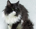 Кошки в Москве: Маркизный пушистый молодой котик Дарси в дар Мальчик, 1 руб. - фото 2