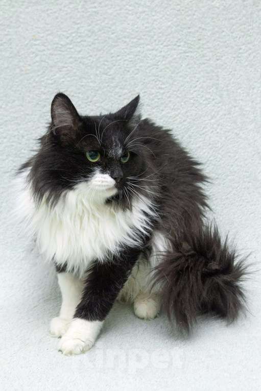 Кошки в Москве: Маркизный пушистый молодой котик Дарси в дар Мальчик, 1 руб. - фото 2