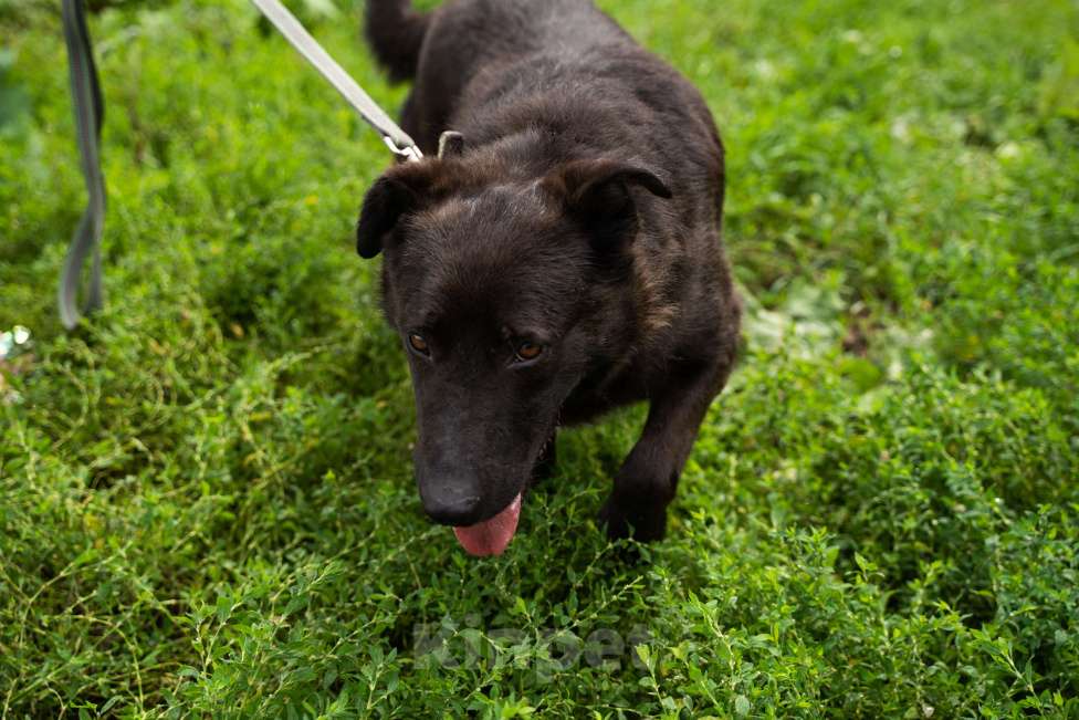 Собаки в Москве: Милый мишка Чоко Мальчик, Бесплатно - фото 4