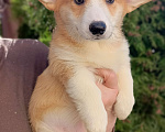 Собаки в Дмитрове: Корги щенки Девочка, 40 000 руб. - фото 10