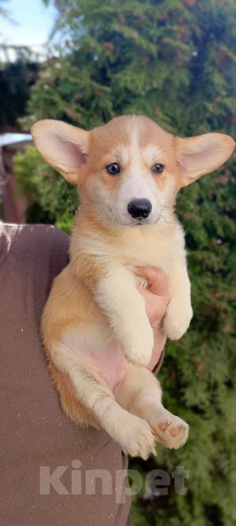 Собаки в Дмитрове: Корги щенки Девочка, 40 000 руб. - фото 10