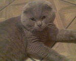 Кошки в Туле: Котята с документами!, 5 000 руб. - фото 9