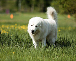 Собаки в Красноярске: Вязка, 35 000 руб. - фото 1
