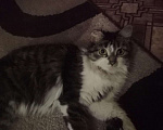 Кошки в Комсомольске-На-Амуре: Котенок, 1 руб. - фото 2