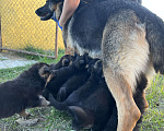 Собаки в Шатуре: Щенки восточноевропейской овчарки, 6 000 руб. - фото 7
