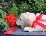 Собаки в Домодедово: Две девочки золотистого ретривера рыжего окраса.  Девочка, 100 руб. - фото 2