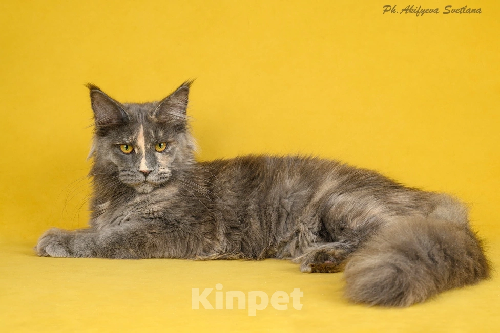 Кошки в Приозерске: Шикарная кошечка в голубокремовом окрасе Девочка, 40 000 руб. - фото 2