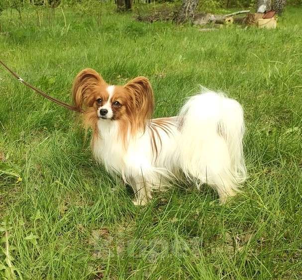 Собаки в Красноармейске: Два компактных мальчика папийона на вязку Мальчик, 7 000 руб. - фото 4