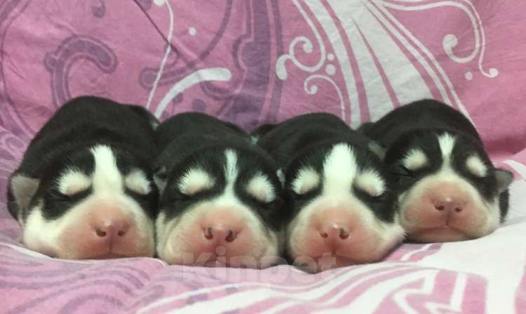 Собаки в Мончегорске: Хаски Щенки Разных окрасов Разнополые, Бесплатно - фото 1