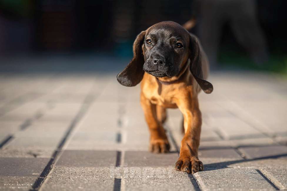 Собаки в Москве: Баварская горная гончая щенок Мальчик, Бесплатно - фото 3