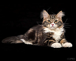 Кошки в Новосибирске: Сибирский котенок Вузетка Девочка, 70 000 руб. - фото 1