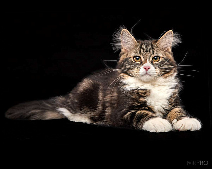 Объявление: Сибирский котенок Вузетка, 70 000 руб., Новосибирск