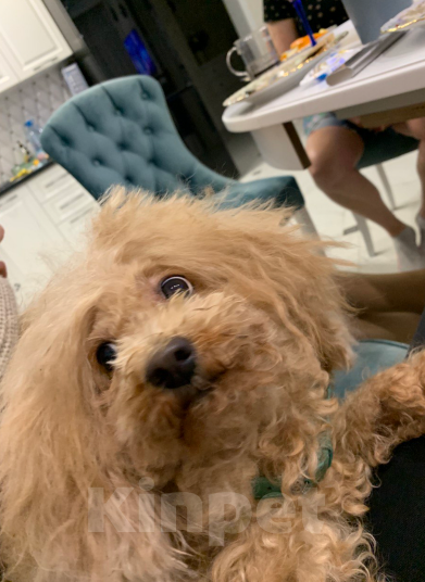 Собаки в Краснодаре: Потерялась маленькая рыжая собачка !  Девочка, 5 000 руб. - фото 5