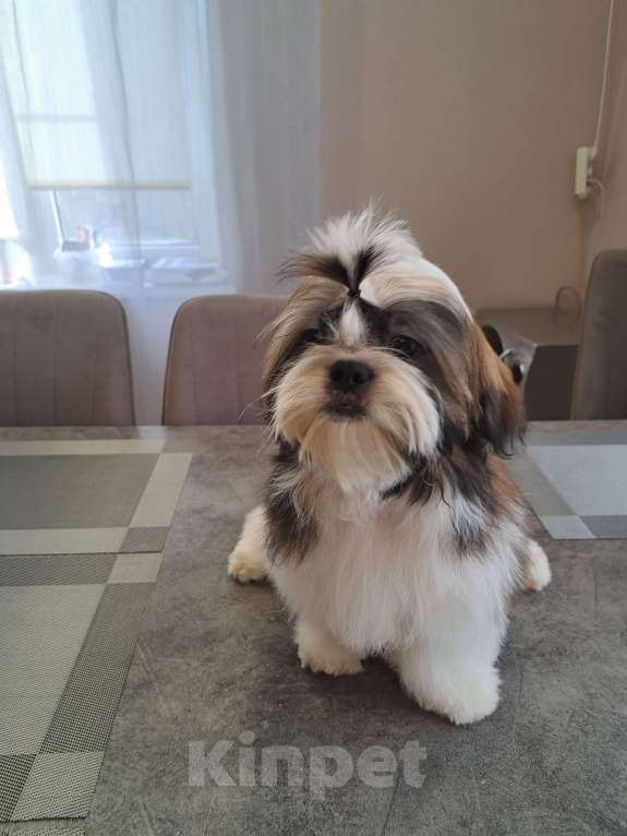 Собаки в других городах Тверской области: Мальчик Ши-тцу  Мальчик, Бесплатно - фото 7