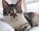 Кошки в Москве: Котенок мальчик Мальчик, Бесплатно - фото 4