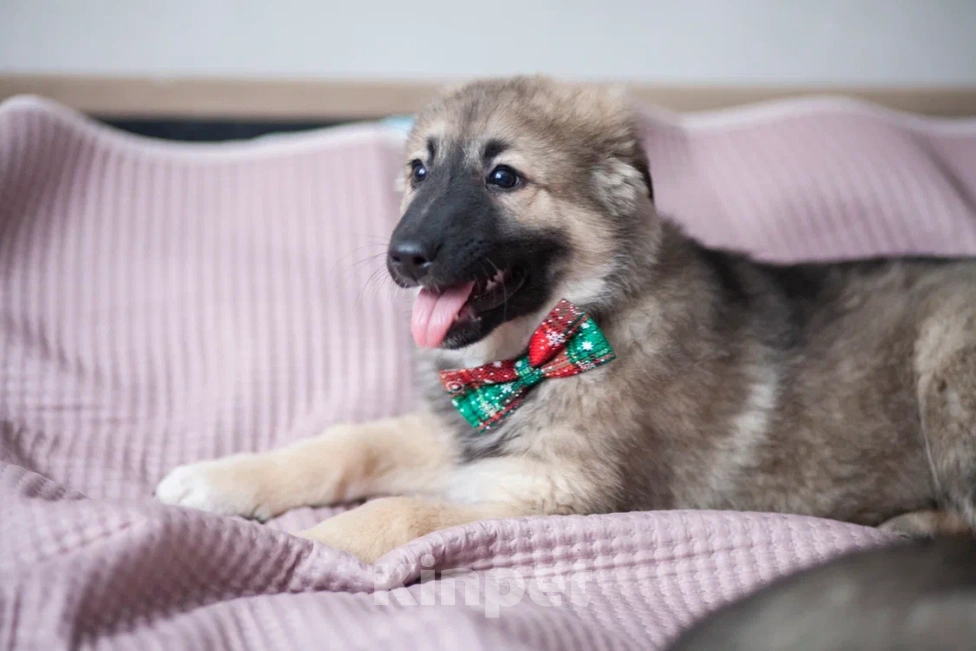 Собаки в Москве: Щенок в добрые руки Мальчик, Бесплатно - фото 8