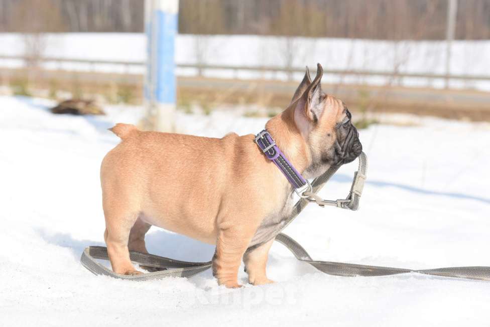 Собаки в Москве: Тимоти Мальчик, 65 000 руб. - фото 7