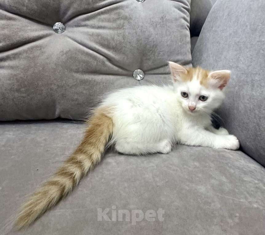 Кошки в Анапе: Продаю котика породы Турецкий Ван Девочка, 10 000 руб. - фото 2