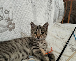 Кошки в Дмитрове: Маленький котенок ищет дом. Мальчик, Бесплатно - фото 6