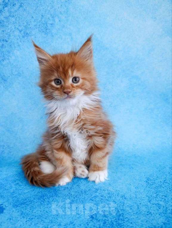 Кошки в Москве: Грант Мальчик, 85 000 руб. - фото 1