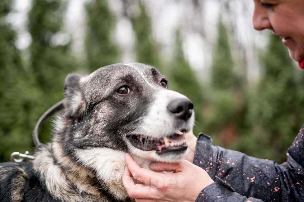 Собаки в Москве: Джек. 5 лет дома и в приют... Мальчик, Бесплатно - фото 2