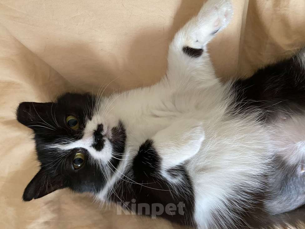 Кошки в Москве: Кошечка Мими в добрые руки Девочка, Бесплатно - фото 4