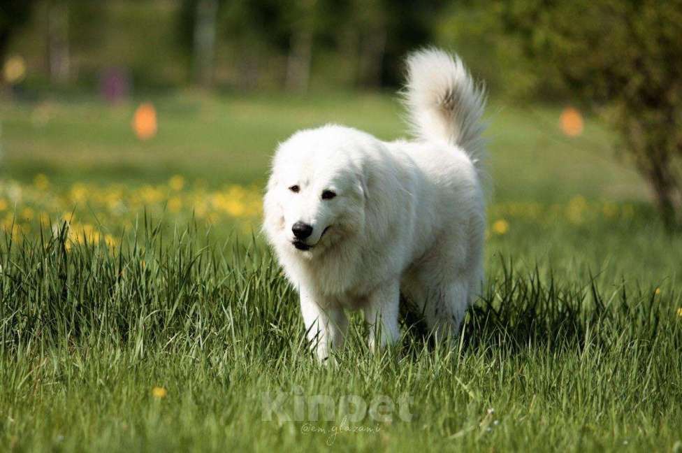 Собаки в Красноярске: Вязка, 35 000 руб. - фото 1