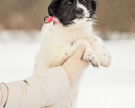 Собаки в других городах Московской области: Щенок в добрые руки Девочка, Бесплатно - фото 2