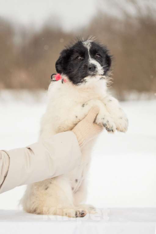 Собаки в других городах Московской области: Щенок в добрые руки Девочка, Бесплатно - фото 2