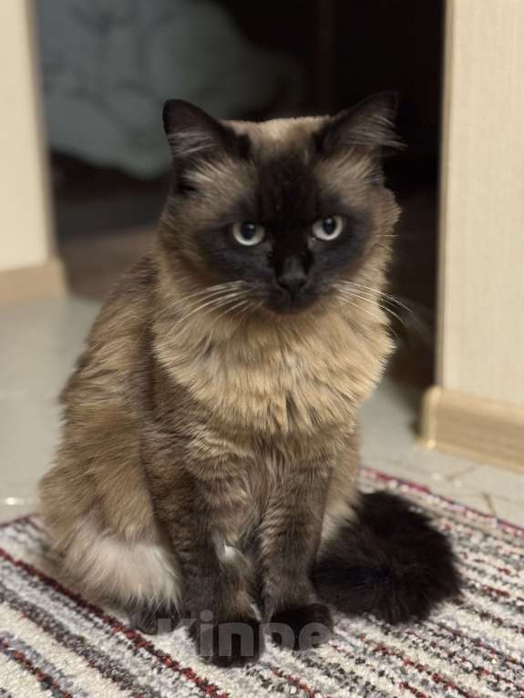 Кошки в Чебоксарах: Сиамская пушистая в добрые руки Девочка, Бесплатно - фото 2