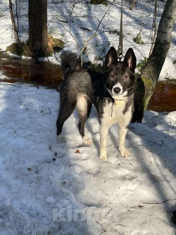 Собаки в Санкт-Петербурге: Щенок в добрые руки Девочка, Бесплатно - фото 5