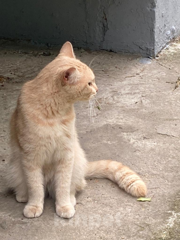 Кошки в Твери: Молодой котик ищет доброго хозяина Мальчик, 1 руб. - фото 1