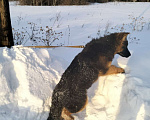 Собаки в других городах Красноярского края: щенки немецкой овчарки длинники Девочка, 45 000 руб. - фото 2