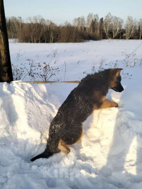 Собаки в других городах Красноярского края: щенки немецкой овчарки длинники Девочка, 45 000 руб. - фото 2