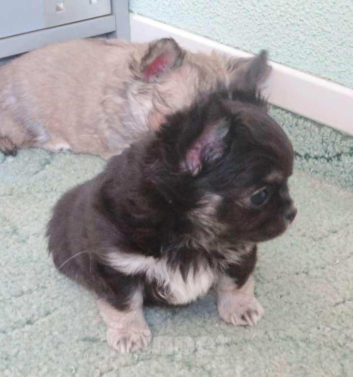 Собаки в Санкт-Петербурге: чихуахуа шоу мальчик Мальчик, 150 000 руб. - фото 8