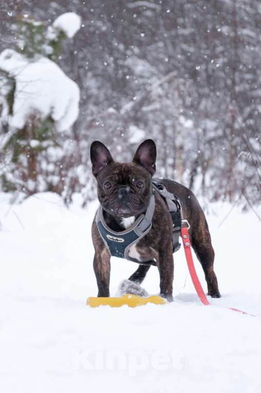 Собаки в Ногинске: Пряня ищет дом Мальчик, Бесплатно - фото 5