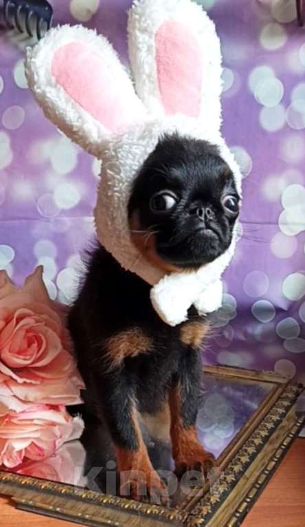 Собаки в Москве: Малый брабансон девочка Девочка, 50 000 руб. - фото 1