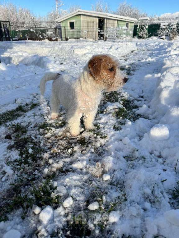 Собаки в Санкт-Петербурге: Марекс Солар Марио Мальчик, 80 000 руб. - фото 5