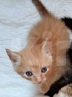 Кошки в Ленинске-Кузнецком: Котенок в добрые руки Мальчик, Бесплатно - фото 1